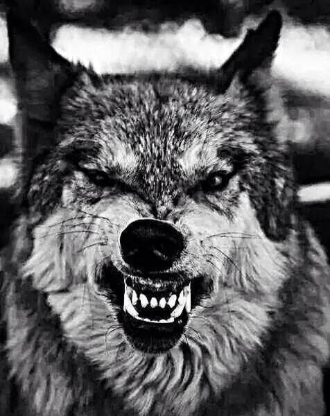 BAK BU KURT KÖPEK DEĞİL @SiyasetCanavari