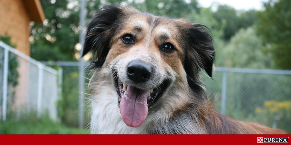 Purina's tweet photo. 1 part #AustralianShepherd + 1 part #BorderCollie = a friend from @petfinder who’s 2 cute to handle! #NationalMuttDay http://t.co/A9pOy3Ggbu