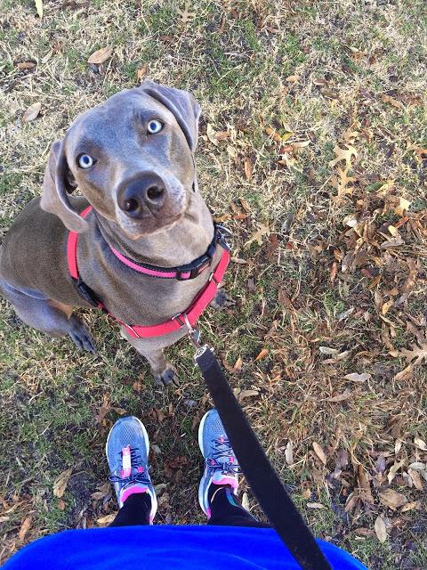 leagenders's tweet image. FURRY FRIDAY FEATURE Meet Jessie &amp;amp; her 4-legged running partner #dallas #dogswhorun runningwithollie.com/2015/07/furry-…