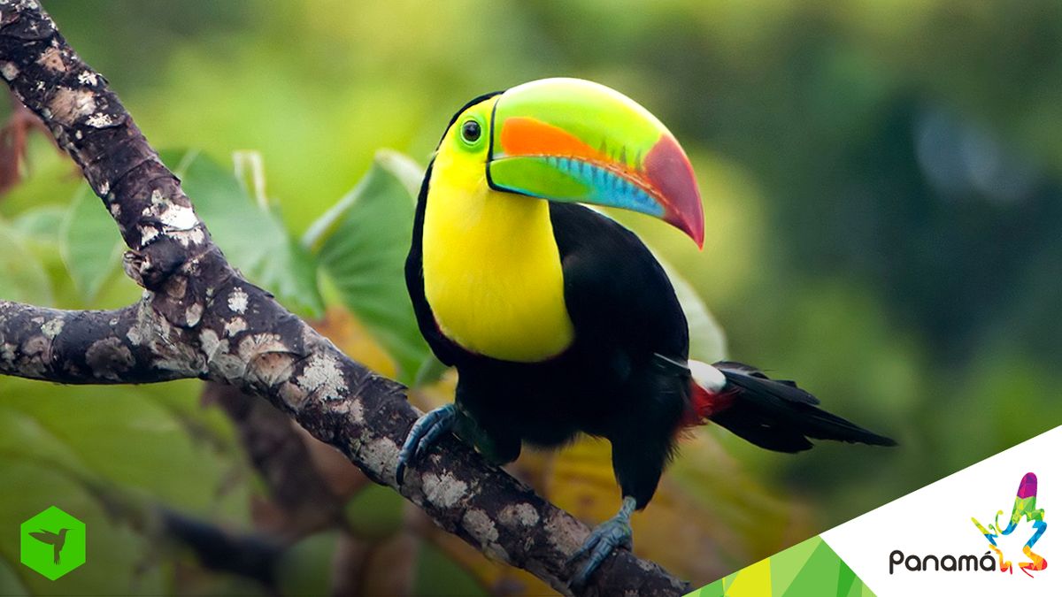 ¿Sabías que #Panamá es uno de los mejores sitios del mundo para el #birdwatching? #visitpanama #travel