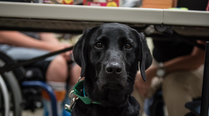 MilkBone's tweet photo. This smart boy just graduated as a @CanineAssistants dog! Next stop: changing lives! #ProudDog http://t.co/TXYhsM5PIG