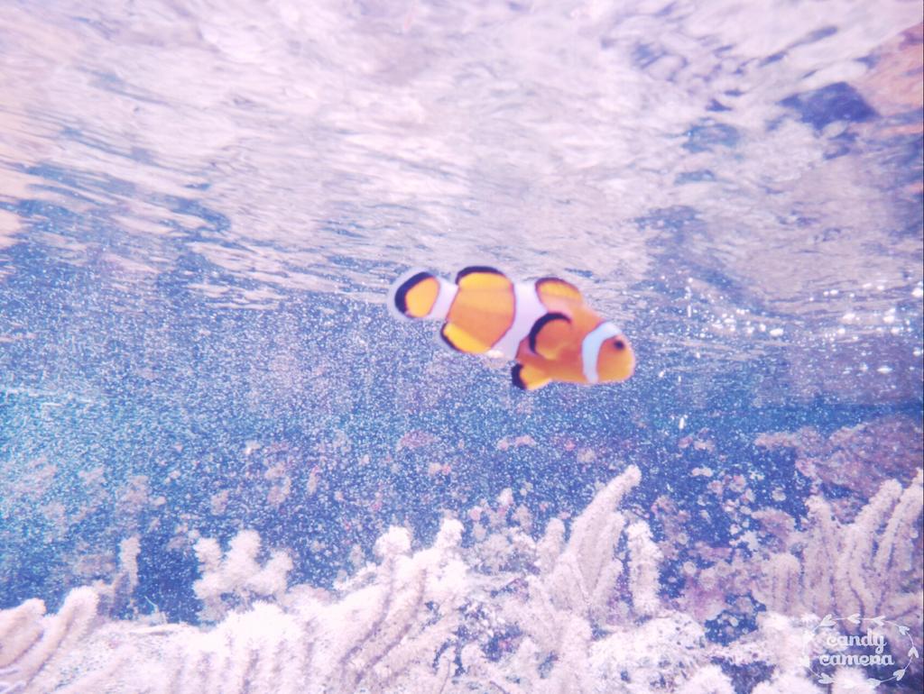 misc1945's tweet image. En el parque explora