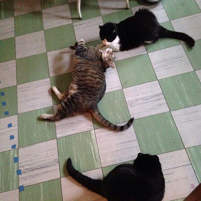 helgagrace's tweet photo. Current #catintegration status! #playful #TikiHandsomeCat #ChesterDapperCat #BeanSecretlyB… http://t.co/zwQRAyE7dr http://t.co/qLAqBjg2tB