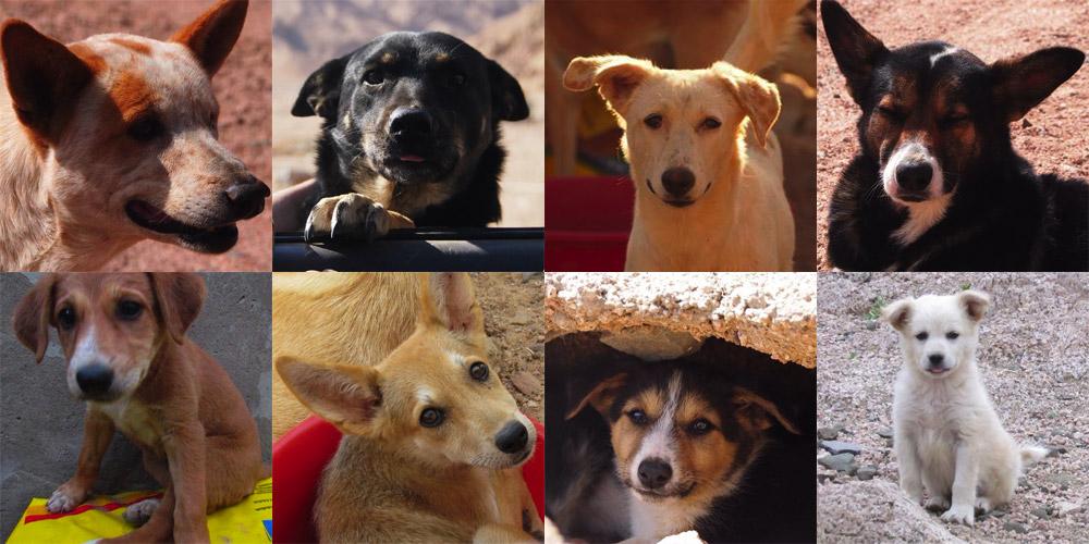 DogRescue2014's tweet photo. #FeedEmFriday Please share and donate to help feed 200+ hungry desert dogs in Egypt! http://t.co/9kOAuYepFQ http://t.co/DxUD1F3ojL