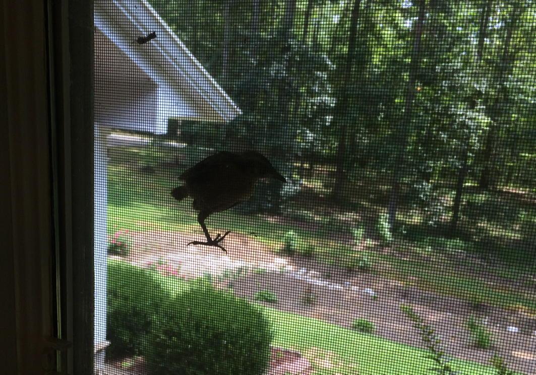 guydub62's tweet photo. Baby bird climbing from nest to screen getting ready for first flight. http://t.co/0qj17029D6