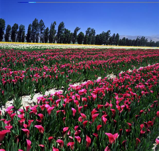 CalBulbs tweet picture