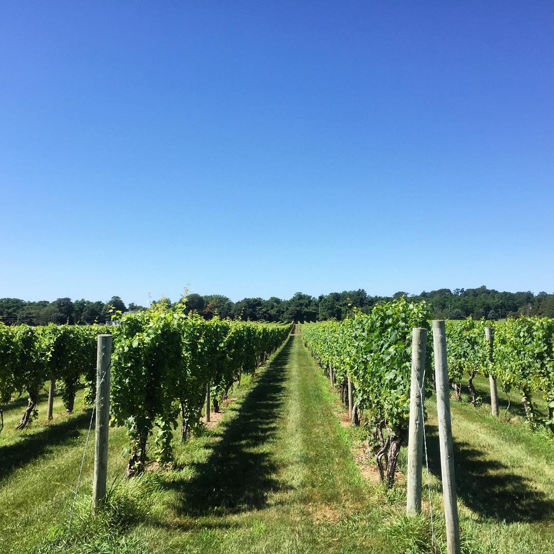 VigossUSA's tweet photo. Nothing says Friday like a vineyard and some wine tasting. Happy Friday! 🍷 #Vigoss #happyweekend #winetasting http://t.co/yLWUFVklxz