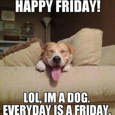 ROCKWORLDEAST's tweet photo. We can't all be #dogs but we can get out and enjoy that weekend!!! #TGIF http://t.co/lnDkECOaBk
