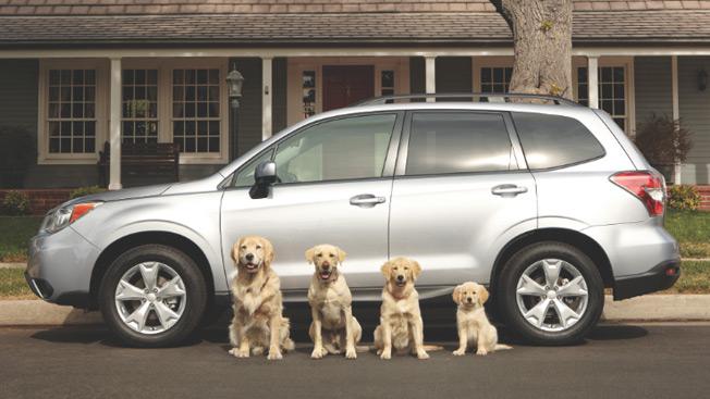 OregonHumane's tweet photo. Will you be at #BigNW this Sat? 5K Run for animals, food drive for #OHSpets, Subarus: http://t.co/3q5nkT4san #pdx http://t.co/gFeyrTca2v