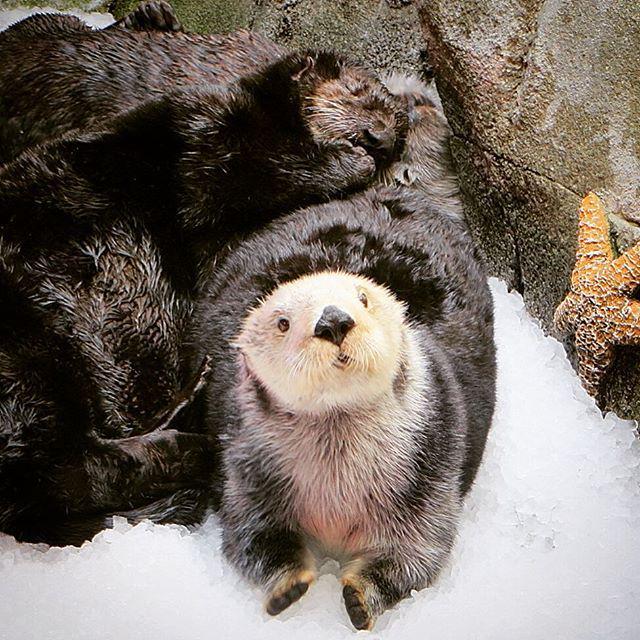 AquariumPacific's tweet photo. If you can't use your friend as a pillow, then what are friends for? #FriendshipDay #TagYo… http://t.co/nYOg0lgniA http://t.co/M4JyZtrQQ3