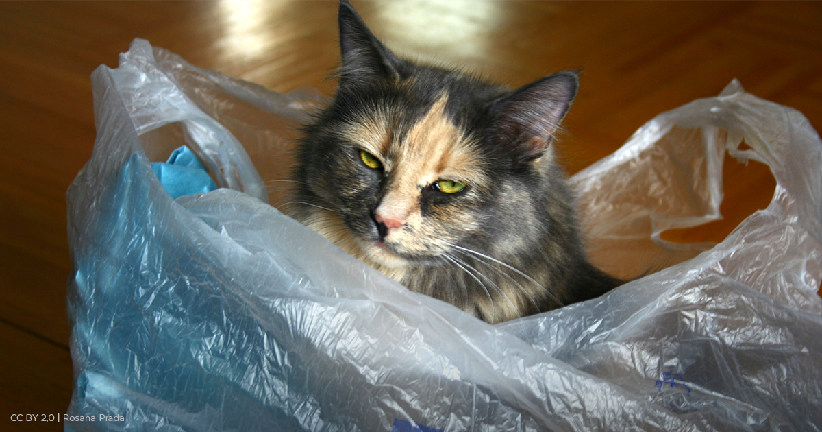storyofstuff's tweet image. Hawaii banned #plastic bags so now businesses are distributing thicker plastic bags. What now? buff.ly/1MBO8xU