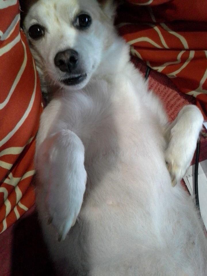 acanadillas1's tweet photo. #poroustta en #perro de 9 kg con cuña de titanio de 6.5 mm y placa y tornillos de titanio del ITC con @atraumaticvet http://t.co/cOJCbvggrl