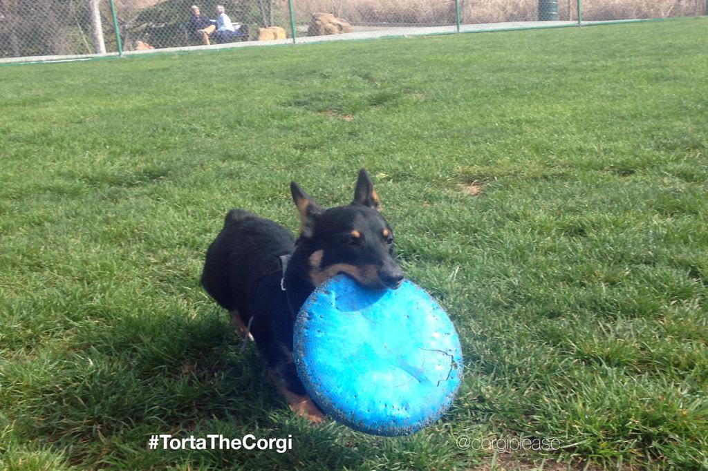 CorgiPlease's tweet image. THE #WEEKEND IS HERE! Time for #fun! #😎 #Corgi #weekendvibes #FunIsFun #Frisbee #ウェルシュ#コーギー #ウェルシュコーギー  #weekenders