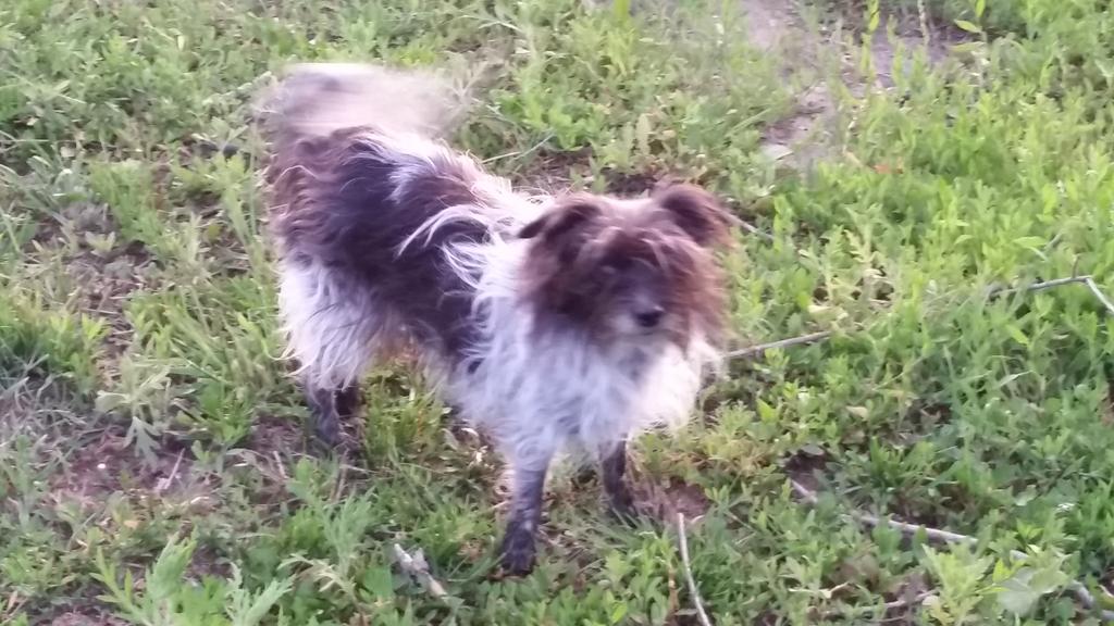 NoseItBall's tweet photo. @VaMdVetMed I love my mutt Bristol. Happy #MuttDay  #nationalmuttday http://t.co/GdjRVPnwGm