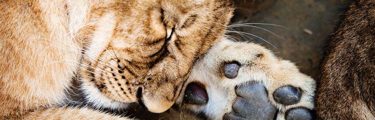 mindbodygreen's tweet photo. 5 Of The Most Powerful Statements On Cecil The Lion, As Told By Conservationists http://t.co/9UVayHgWgj http://t.co/vikdZr5xJm