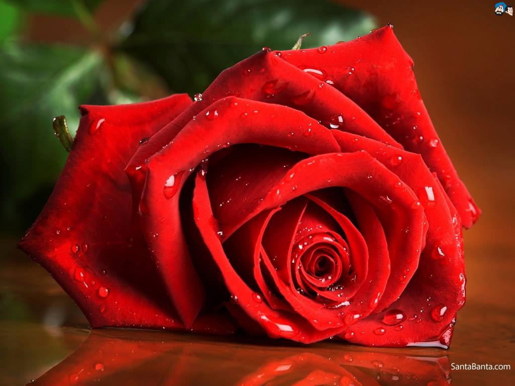 Te regalo una rosa - Página 7 CLRVgDJWEAA2GbQ