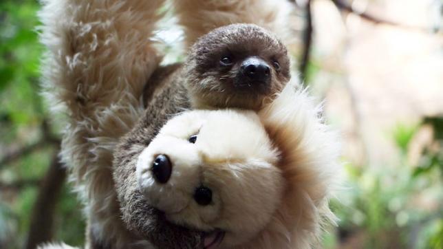 Greenpeace's tweet photo. Watch how a zookeeper used a teddy bear to raise this little sloth http://t.co/g3bLAy8QjH #babyanimals http://t.co/AnkCwZxNaO