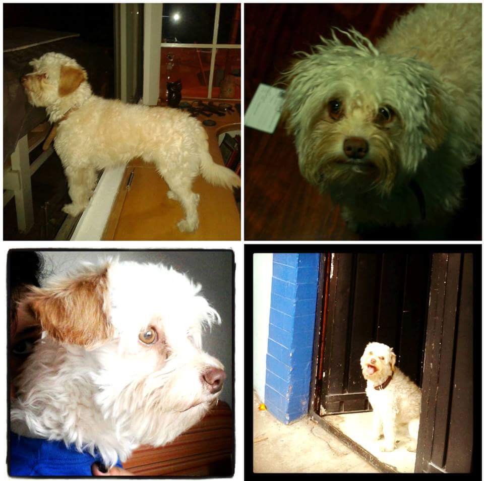 Hoy se cumplen #100DiasSinShock !! Por favor ayuden a RT lo extrañamos @sebuscaalsur