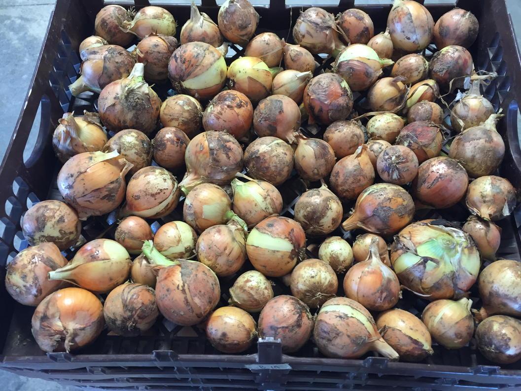 DavidWirebaugh's tweet image. #grandhyattsa #sweetfieldonions