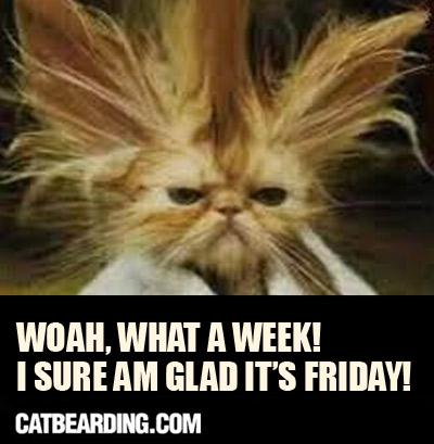 Image result for cat friday meme