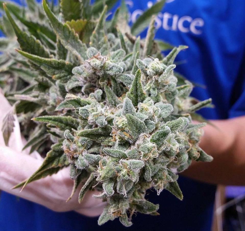 TheChillBud's tweet image. White Widow Cross looking #LoudAF