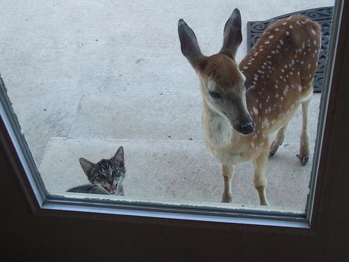 PicsOfCuteCats's tweet photo. "THERE IS THIS BIG THING OUT HERE
ITS WEIRD
LET ME IN
HELP . " http://t.co/YU6bl6kyeL