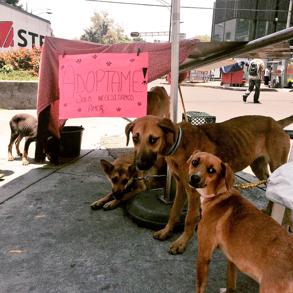 LaRomaDF's tweet photo. Perritos en adopción en Insurgentes y Monterrey, en #LaRoma. Estarán toda la tarde. Vía @Monica_Maci #AdoptaNoCompres http://t.co/JN6MGxpCBQ