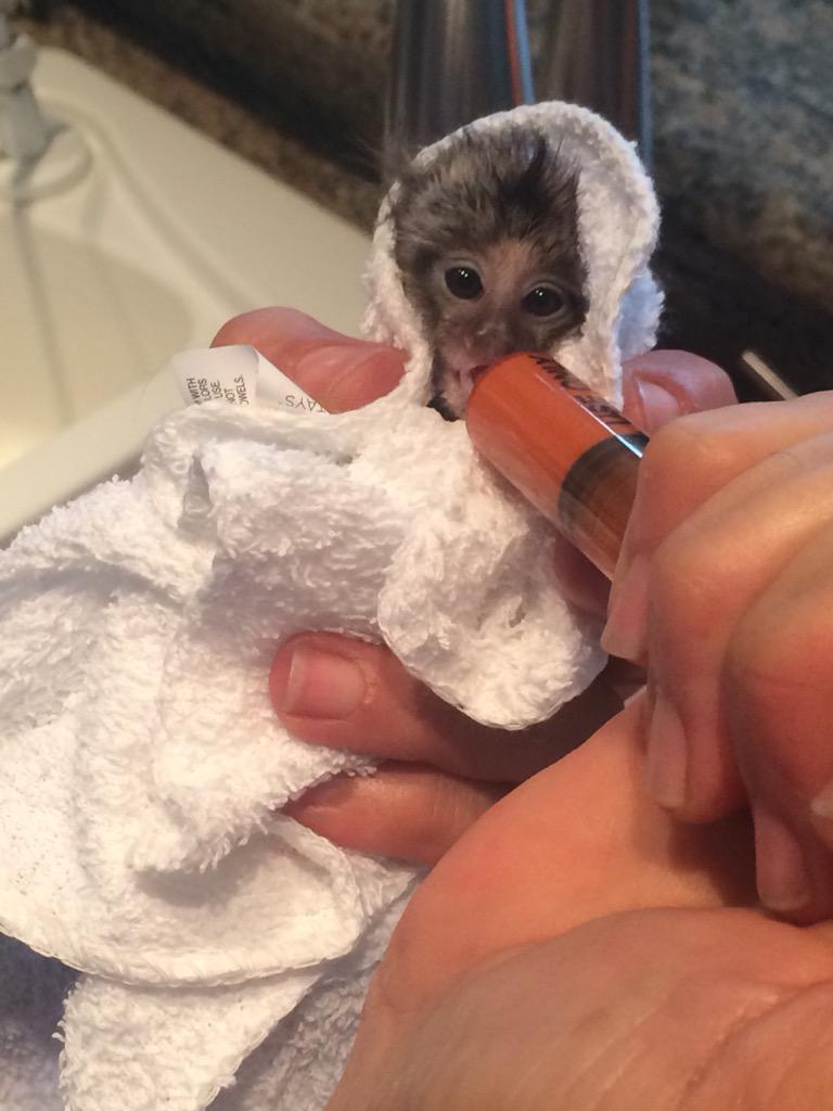 ChrisLouzada's tweet photo. dreams really do come true🐒 http://t.co/b7xdtm6KA7