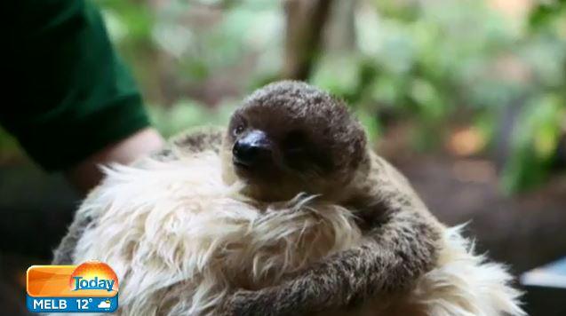 TheTodayShow's tweet photo. A teddy bear has been brought in to raise a sloth at London Zoo...they build muscle by climbing over their mums! http://t.co/OUj5axELCJ