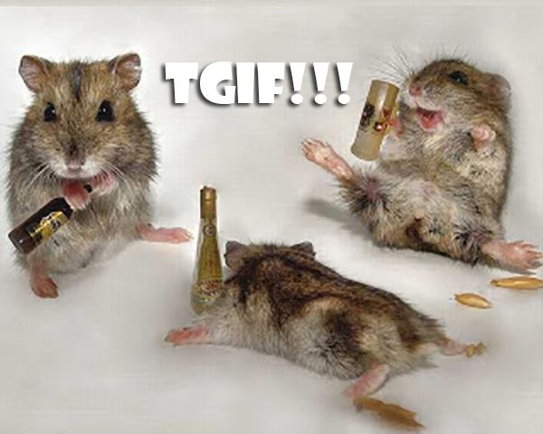 HAM_STRONG's tweet photo. #TGIF !!!!!

#friday #weekendishere #icantwaitfortheweekendtobegin #workfortheweekend #werefree #freedom #playtime http://t.co/kjgmevQYyj