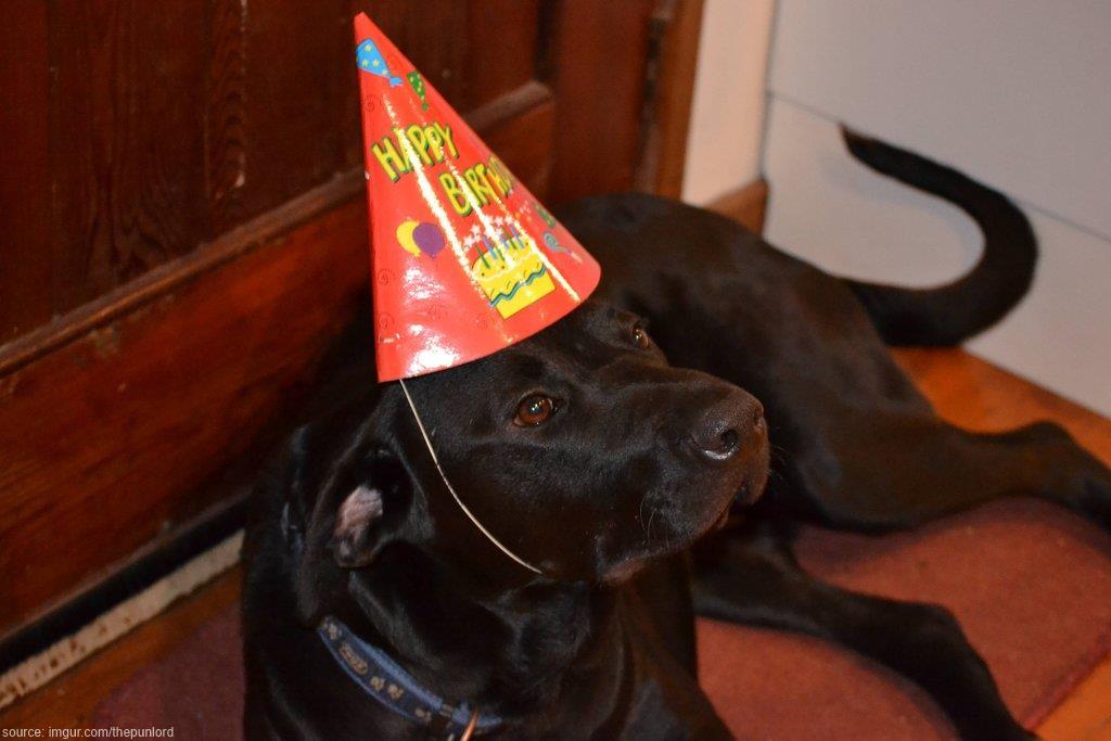 NaturalBalance's tweet photo. It's DOGust, the universal birthday for shelter dogs everywhere. Every pet deserves a celebration, don’t you agree? http://t.co/G95ihCy9A8