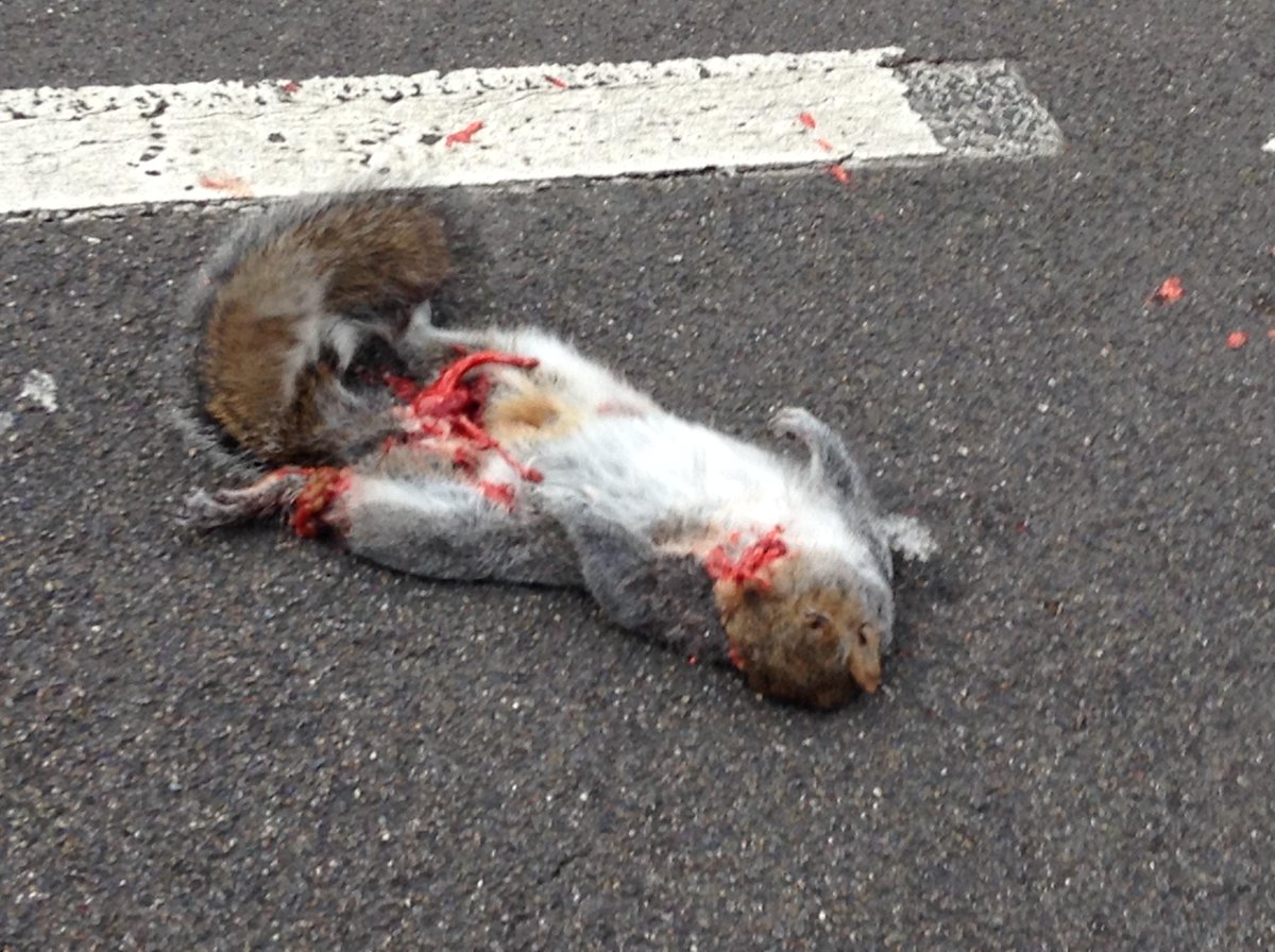 RedRawFletch's tweet photo. #walthamstowstreetphotos #walthamstow
Aroused
Chingford Road http://t.co/Qyrf4igkJc