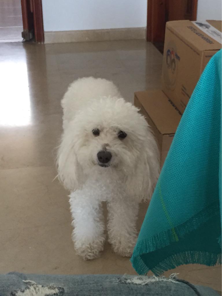 olga lucia vives on twitter dog heaven a mi mejor olga lucia vives on twitter dog heaven a mi mejor