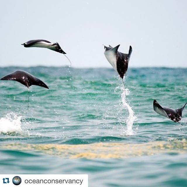 Wavehuggers's tweet image. YAY!!! We made it to the weekend!! #happyfriday #stringrays #jumpingforjoy #Repost @oceanc… ift.tt/1JBs1Gg