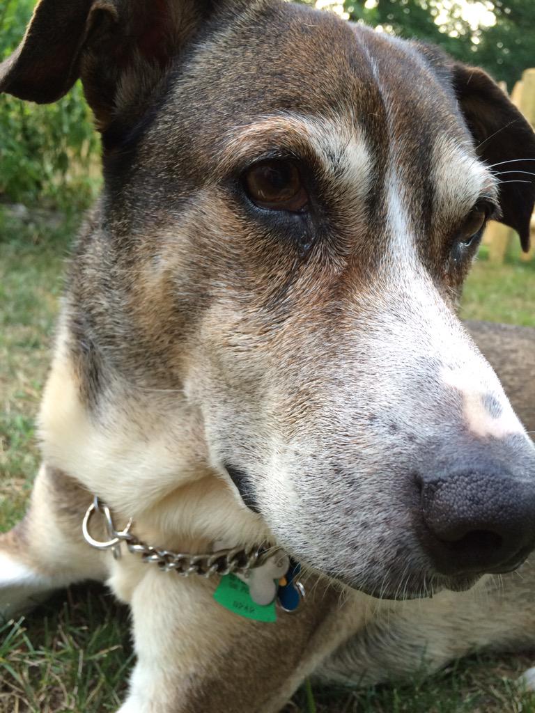 Fogothedog's tweet photo. Fogo is pretty excited that it's #NationalMuttDay. http://t.co/s4Ax6YTC81