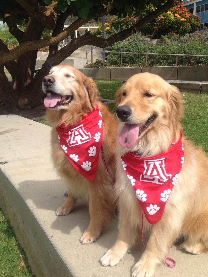 debbie_frantz's tweet photo. Miss Britt and Kara too! 🐾🐾#beardown #UofA http://t.co/Giq4lZrg9M