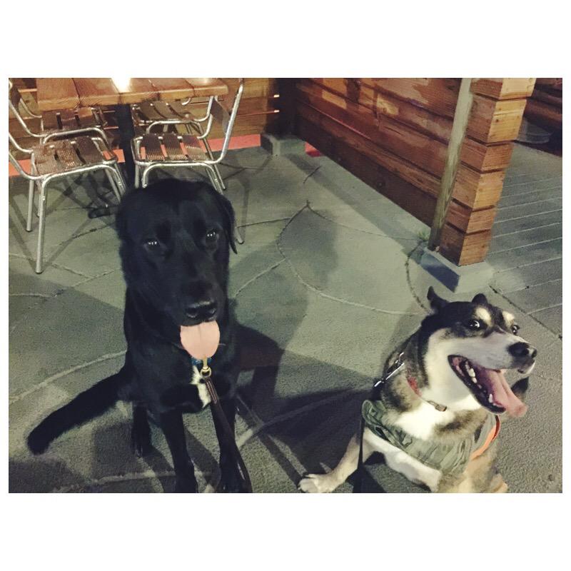 Engine_Rose's tweet photo. Jude &amp; Jasper hanging out #enginerose bring ur pups on down Wewould luv to meet the doggies of #dtsp #dogsoftampabay http://t.co/QNFuaDMCW6