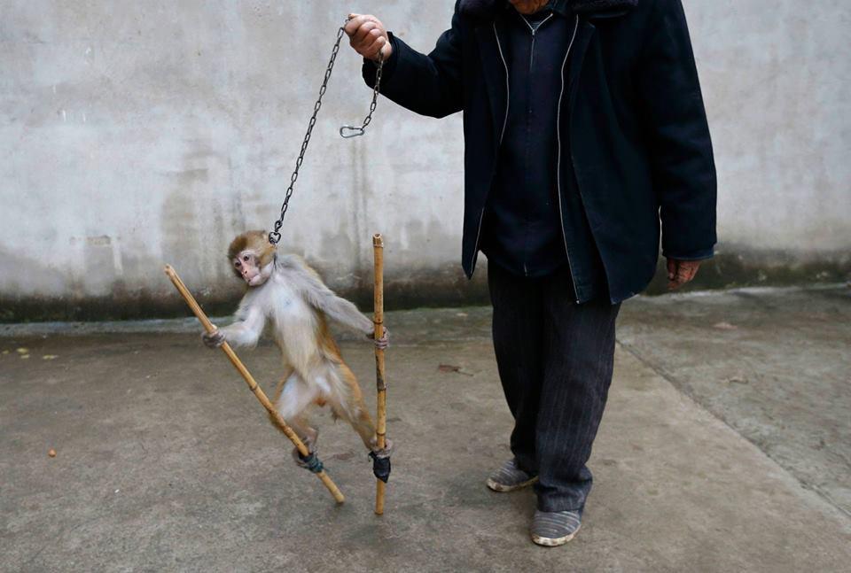 ecorepublicano's tweet photo. ESPELUZNANTE. NO AL MALTRATO ANIMAL. 
#NoAlMaltratoAnimal http://t.co/xOH5VUz3ie