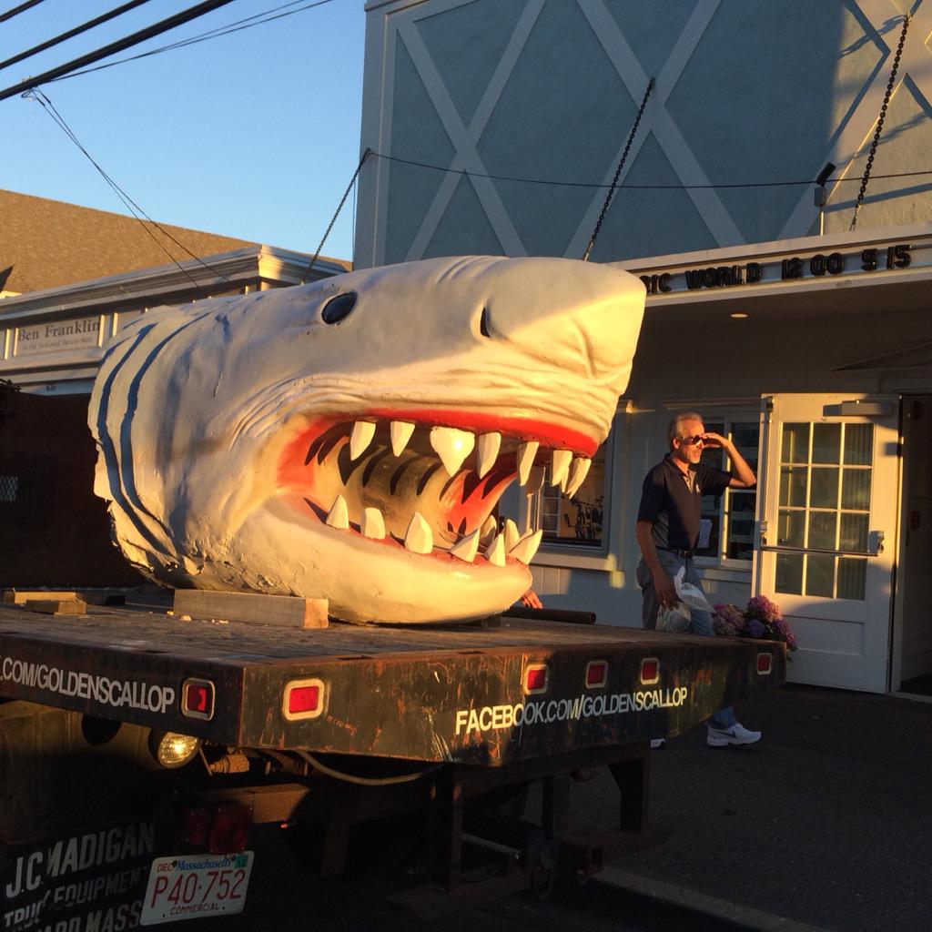 EmpressOfThePit's tweet image. #everyweekissharkweek