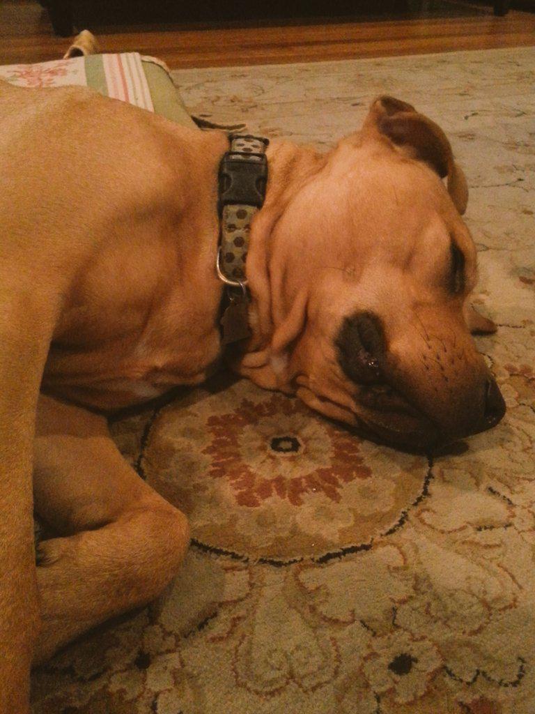 ExistentialTonk's tweet photo. I'm a dog with a turkey neck.  Love yourself and own it. http://t.co/23vTnvVoSc