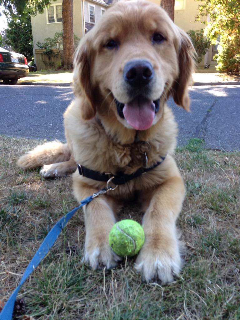 CrackersEsary's tweet photo. Dad says if @HotchEsary finds ball during walk he has to carry it home.He found a ball&amp;now refuses to walk #stubborn http://t.co/vSPaRTBCZV