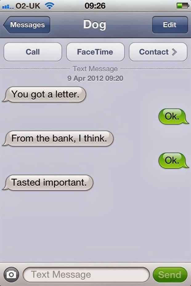 loridowney3's tweet photo. #dogtexting #dogs
@MelEcollage @springer_fun @dogcelebration @DaneJoey http://t.co/uojr5kGmdQ