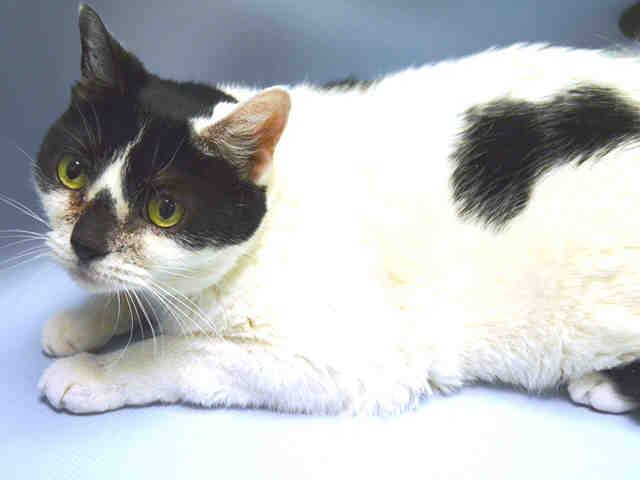 #URGENT AFFECTIONATE SASSY spay 6yo She's Friendly Playful enj Cuddles
#ADOPT FOSTR PLEDG #NYC
nyccats.urgentpodr.org/sassy-a1044886/