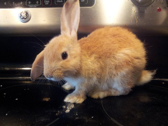 This is my newest rabbit, Lafawnda. She's a Fawn Lop :) http://t.co/cPRP7kj1vy<a href="/tag/asswednesday"class="tags"><span>#asswednesday</span></a>