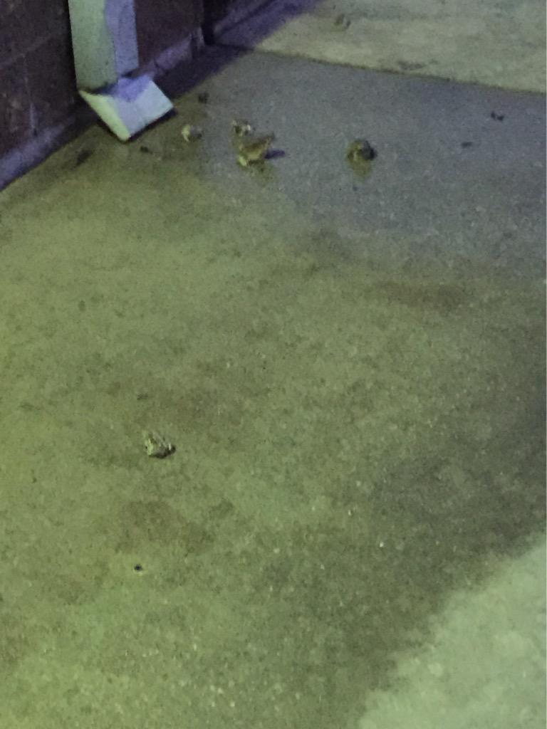 _estebanrios_'s tweet photo. When the whole crew shows up #FrogAttack http://t.co/8UCmLiXDv0