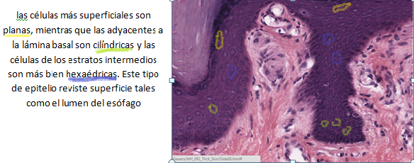 SosaMariac's tweet photo. @NeuroFUNJC  #neuro3 #estratificadoplanoqueratinizado http://t.co/oRWvGTLqOZ