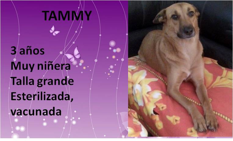 VIBRAmascotas's tweet photo. TAMMY no confiaba en los humanos,sin embargo hoy sabe que no todos la van a maltratar, hoy le puedes cambiar la vida! http://t.co/hLwbxJ3yJM