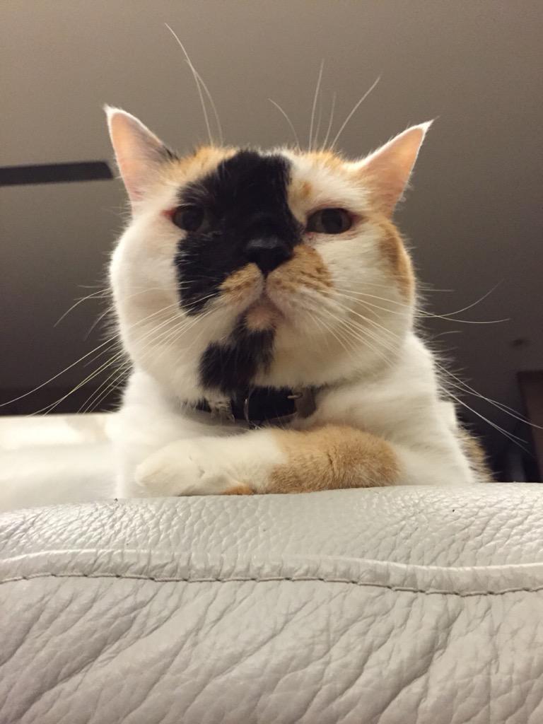 JochinC's tweet photo. #threecolorcat http://t.co/JUX8fewBHx