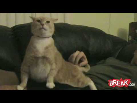 GroupWorkouts's tweet image. Cat Confused By Scratching vid.staged.com/Catq #groupworkouts #groupfitness