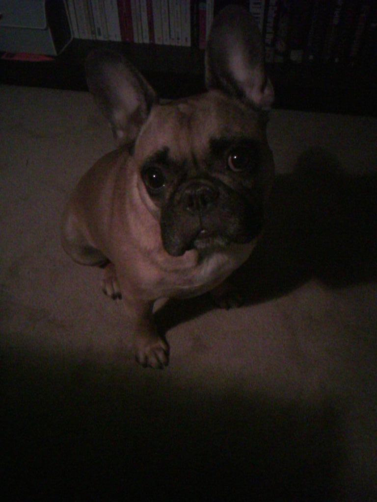 CyberRecce's tweet image. 4:30am my dog comes to tell me my #coding night is over. #programmersproblem